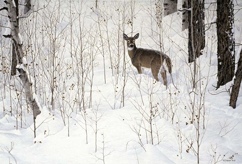 Framed Deep Snow- Whitetail Print