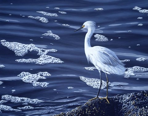 Framed Snowy Egret Print