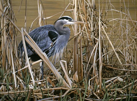 Framed Early Spring - Great Blue Heron Print