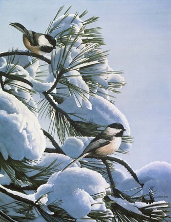 Framed Snow On The Pine - Chickadees Print