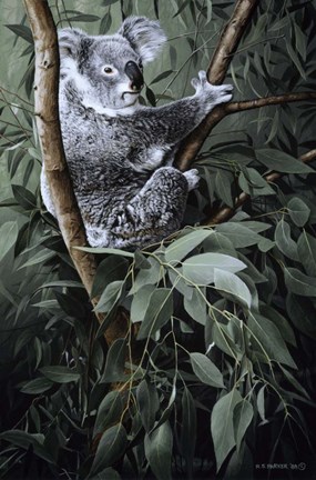 Framed Eucalyptus Climber Print