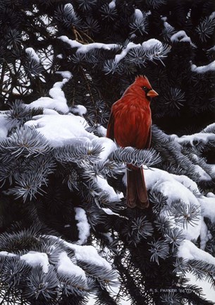 Framed Cardinal In Blue Spruce Print