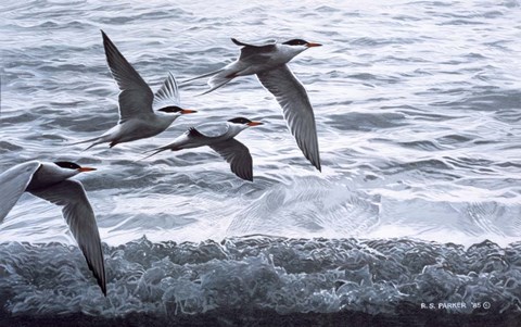 Framed Above The Waves - Common Terns Print