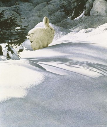 Framed Snow Shoe Hare Print