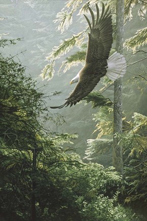Framed Morning Flight - Eagle Print