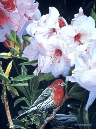 Framed Housefinch And Rhododendron Print