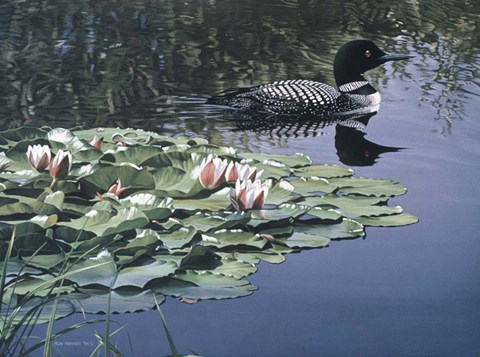 Framed Loon And Lilies Print