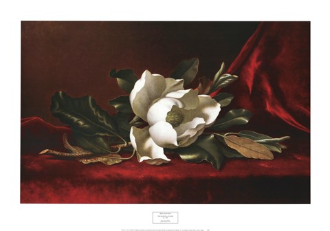Framed Magnolia Flower Print