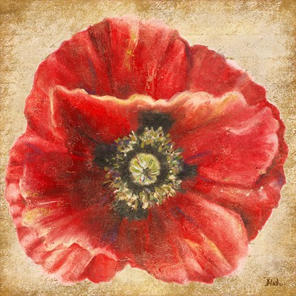 Framed Red Poppy on Gold (without stem) Print