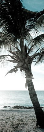 Framed Cool Bimini Palm I Print