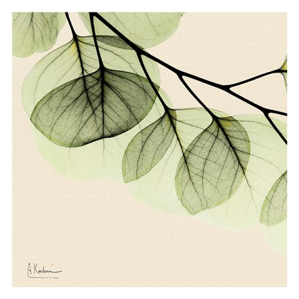 Framed Mint Eucalyptus 3 Print