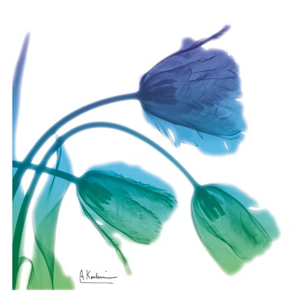 Framed Tulips L83 Turq Blue Print