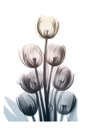Framed Springing Tulips Print