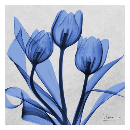 Framed Midnight tulips 2 Print