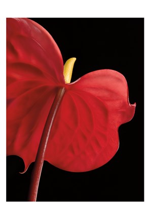 Framed Anthurium 1 Print