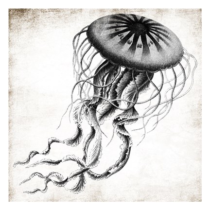 Framed Jellyfish Ink Print