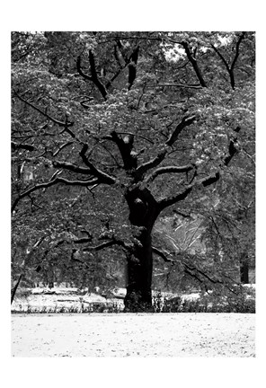 Framed Central Park Solitary Friend Print