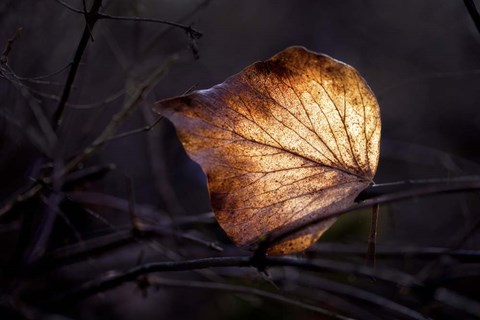 Framed Bright Leaf Print