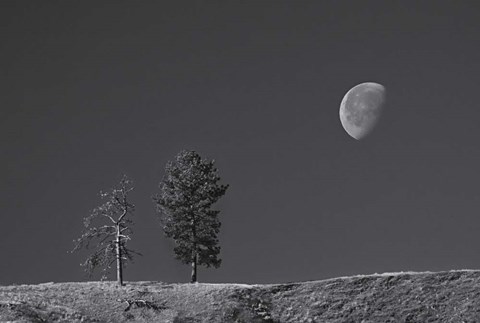 Framed Moon Trees Hill Print