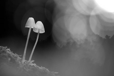 Framed Mushroom Tiny Print
