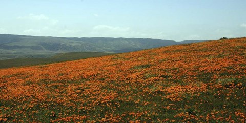 Framed Californian Poppy Field Print