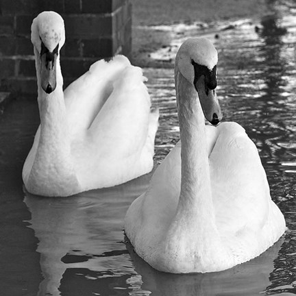 Framed Swans In Love BW Print