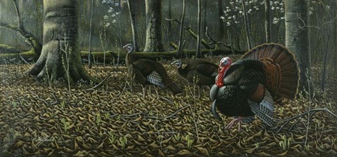 Framed Suitor - Wild Turkeys Print