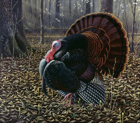 Framed King Of Spring - Wild Turkey Print