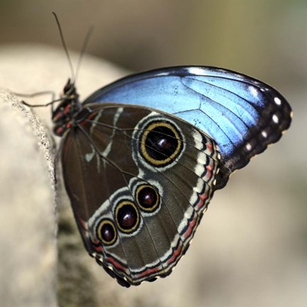 Framed Blue Butterfly Color Print
