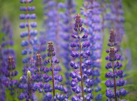 Framed Blue Lupine Flowers Print