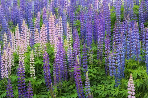 Framed Blue Pink Lupine Flower Field Print