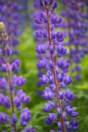 Framed Blue Violet Lupine Flower Print