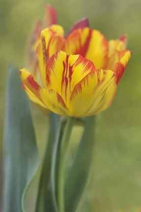 Framed Rembrandt Tulip Print