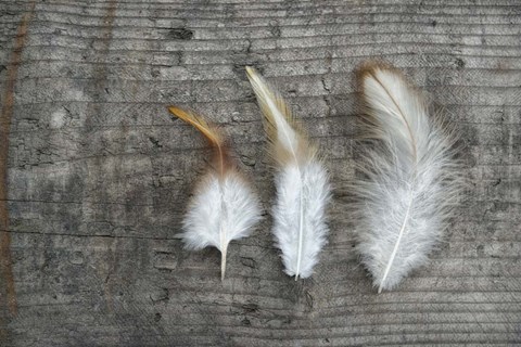 Framed Three Feathers on Wood Print