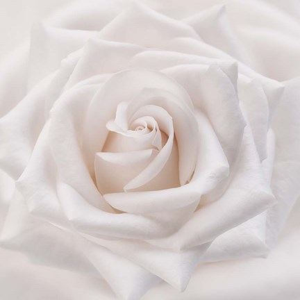 Framed Soft White Rose Print