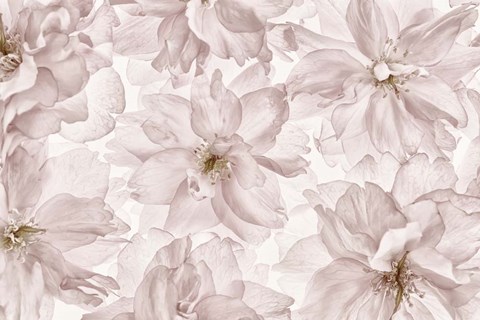 Framed Translucent Cherry Blossom Print