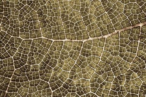 Framed Sepia Leaf Texture Print
