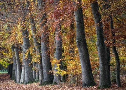 Framed Autumn Beeches I Print