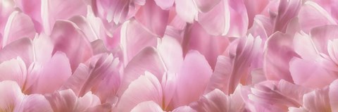 Framed Pink Tulip Scape Print