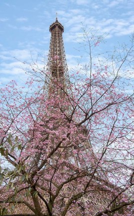 Framed Eiffel Tower with Blossoming Cherry Tree Print