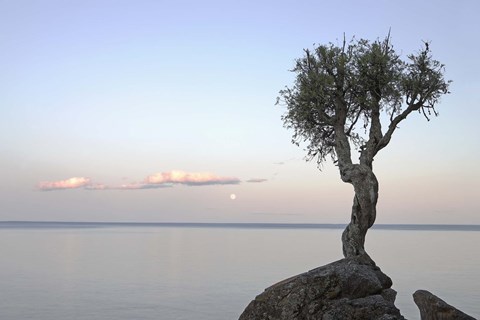 Framed Isolated Tree Print