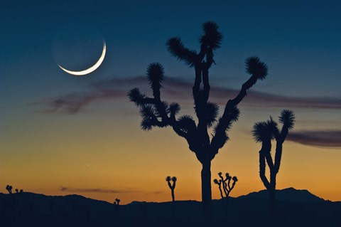 Framed Colored Sky with Moon and Cactus Print