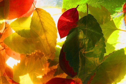 Framed Colorful Leaves Print