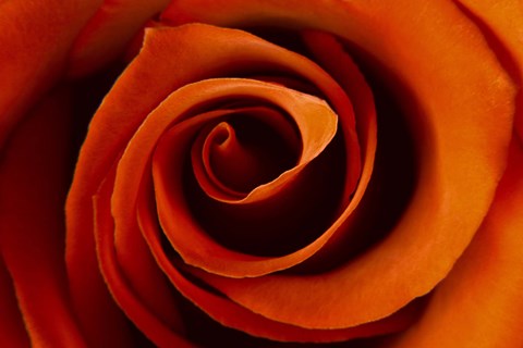 Framed Close-Up Rose Print