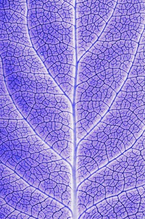 Framed Purple Leaf Print