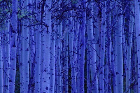 Framed Blue Birches Print