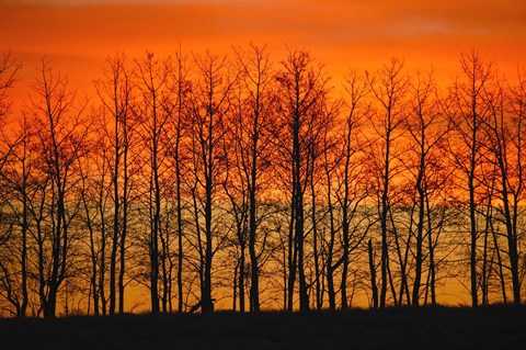 Framed Red Sunset Through the Trees Print
