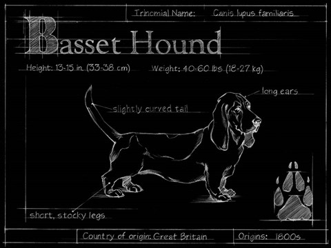 Framed Blueprint Bassett Hound Print