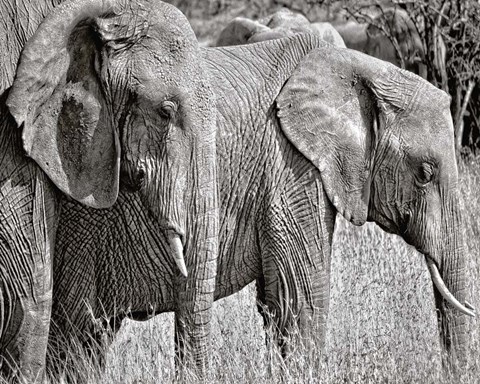 Framed Silver Elephant Print