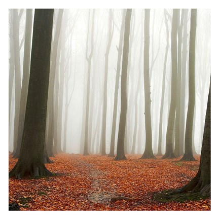 Framed Autumn Forest Floor Print